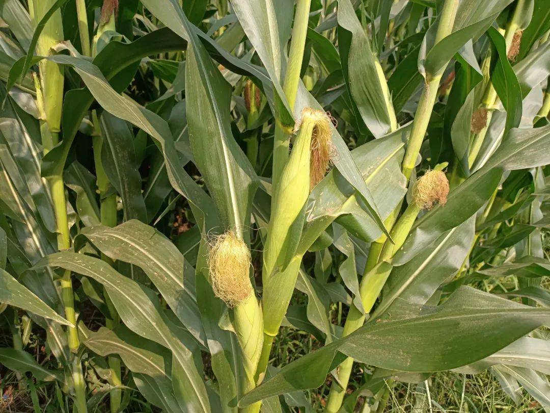 玉米要高产,做好这几点