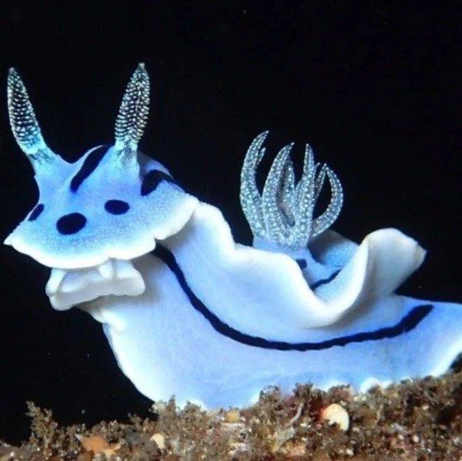 活蛞蝓的头能重新长出一个身子?2020-11-17野蛞蝓