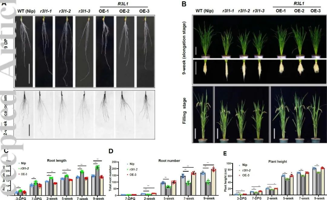 揭示水稻hyprp蛋白oshyprp06r3l1調控根系發育和耐鹽性的功能機制