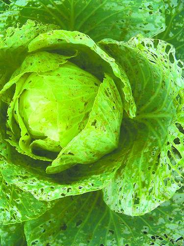 小菜蛾危害蔬菜.▲小菜蛾幼虫.