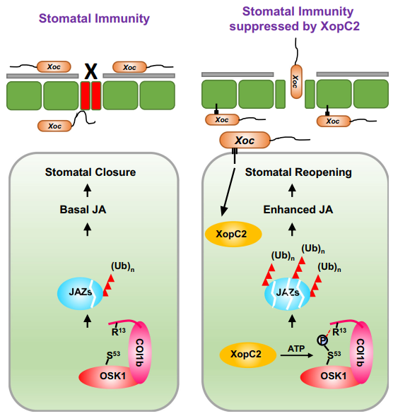 pc2 function in promoting ja signaling and suppressing stomatal