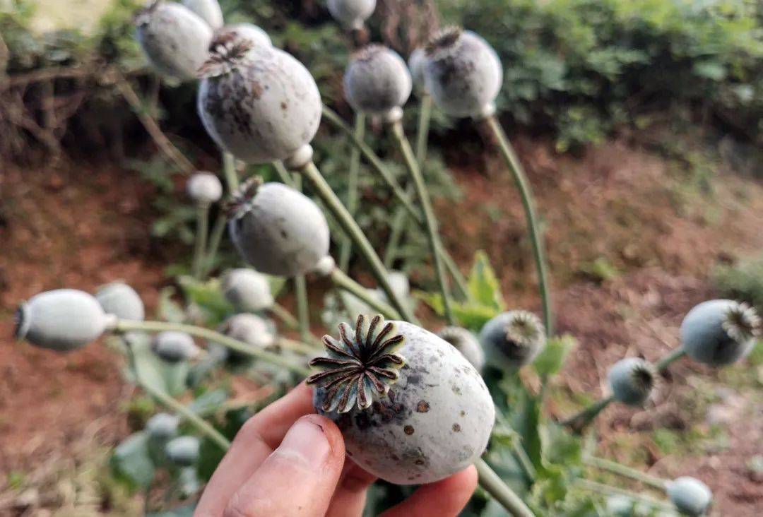 罂粟壳作调料,就能抓住食客的胃?