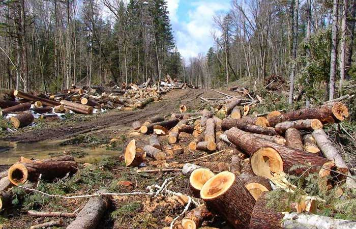 阻止森林砍伐承诺前景如何？丨绿会国际部代表接受SCMP采访.png