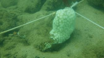海南西北部珊瑚白化海水表面温度的遥感研究3.png