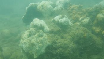 海南西北部珊瑚白化海水表面温度的遥感研究4.png