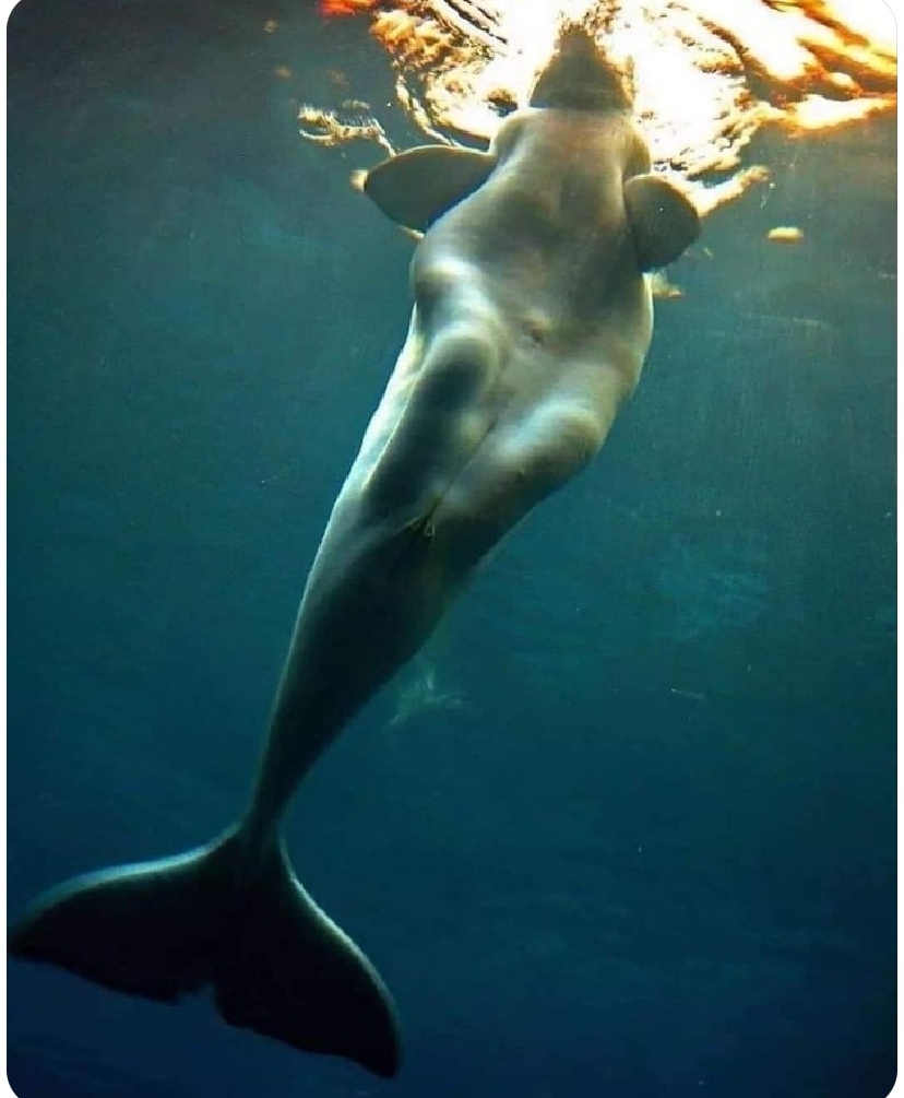 【绿讯】世界海豚日，让我们共护这一片碧海蓝天2.png