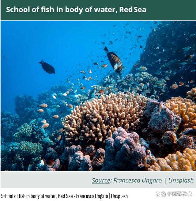 海洋与生物多样性是什么关系？联合国《生物多样性公约》的科普贴来了3.png