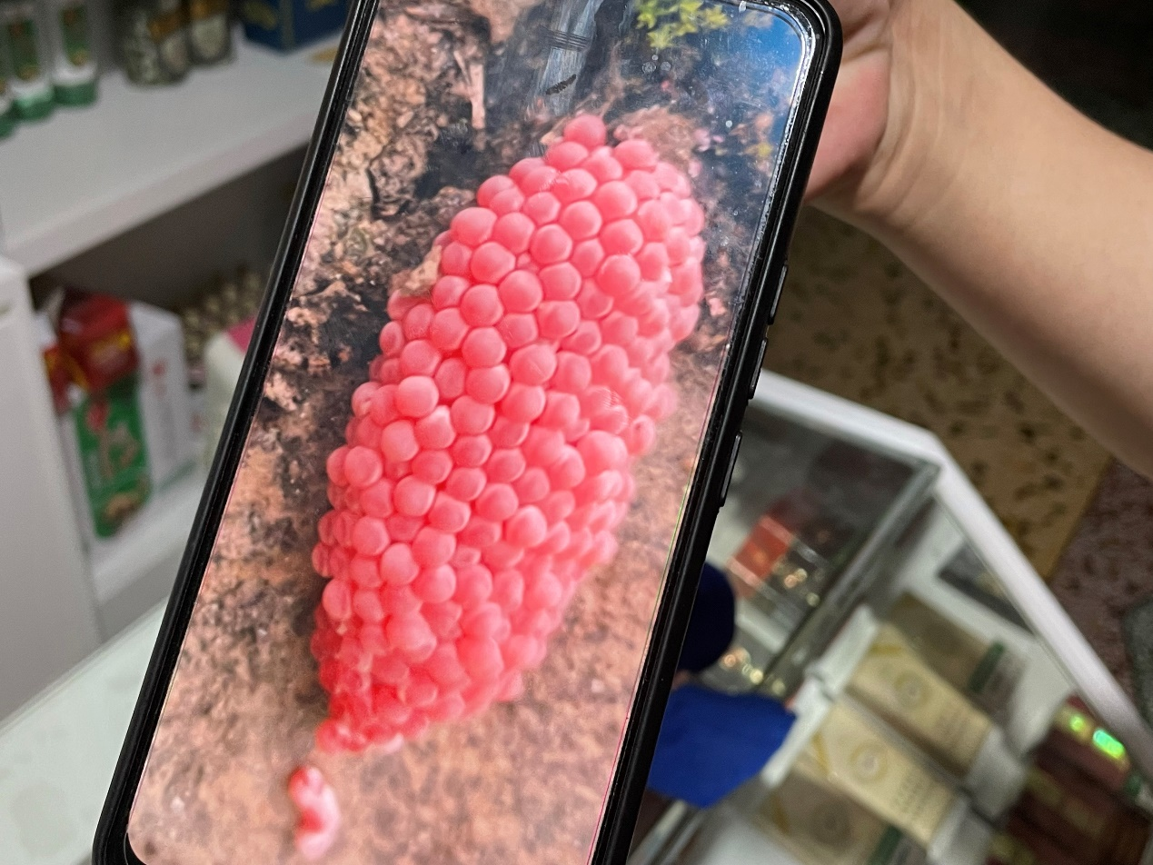 点赞昆明晋宁南滇池国家湿地公园人工清理福寿螺卵块!1.png 点赞昆明晋宁南滇池国家湿地公园人工清理福寿螺卵块!1.png