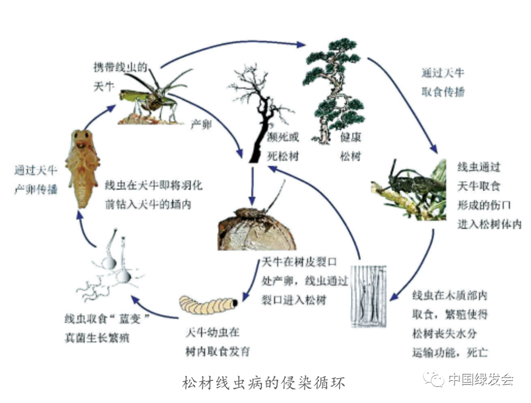 绿会法工委建言外来入侵物种防范工作机制4.png