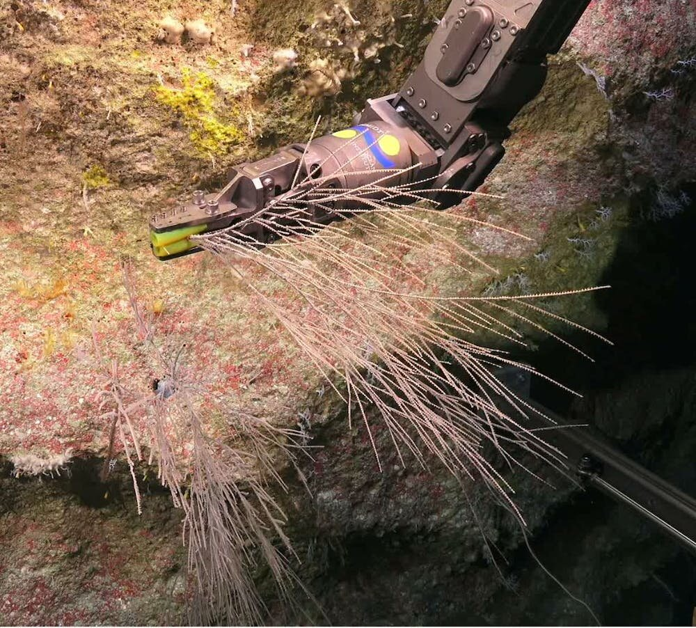科学家在大堡礁附近数千英尺深的水下发现了五种新的黑珊瑚.png