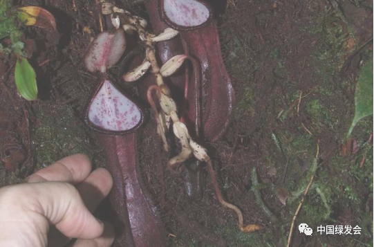 印尼又发现一新物种：食肉植物地下猪笼草——第一种以地下猎物为食的猪笼草.png