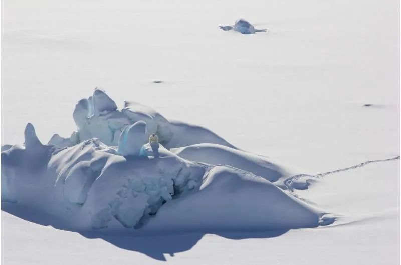 格陵兰岛北极熊在北极的未来1.jpg