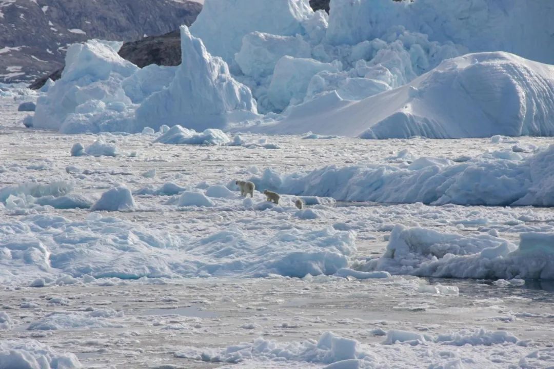 格陵兰岛北极熊在北极的未来2.jpg
