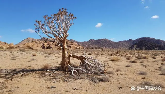 IUCN红色名录评估显示：南非的野生多肉植物种群出现了令人震惊的崩溃！1.png