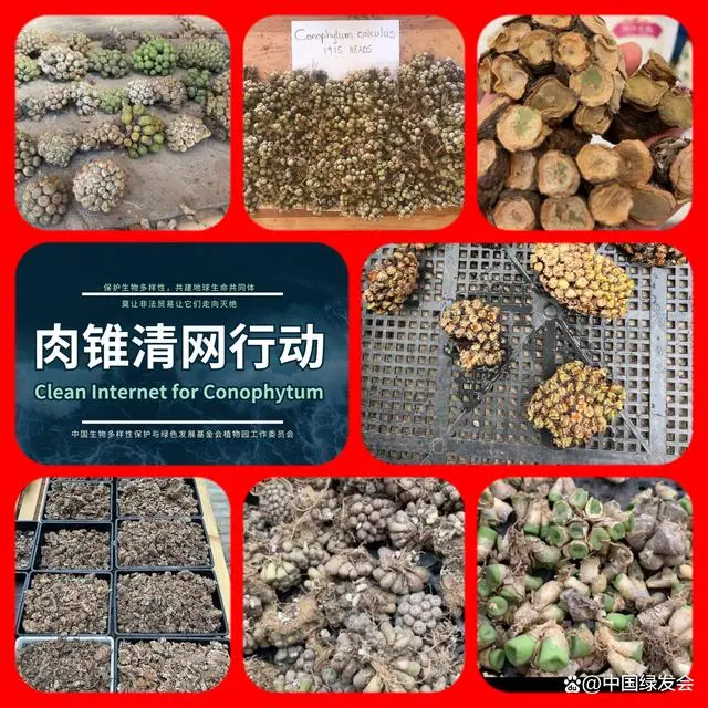 史蒂文·哈默：肉锥花属植物研究介绍4.png