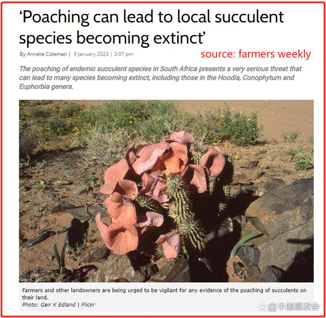 南非专家：盗采或致南非当地多肉植物物种灭绝！1.png