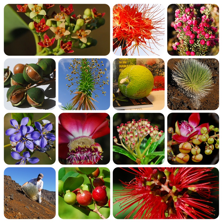 刘华杰教授主讲花言草语第10期：夏威夷植物一瞥——《檀岛花事》分享2·.jpg