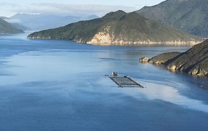 新西兰因海水温度上升将关闭鲑鱼养鱼场1.png