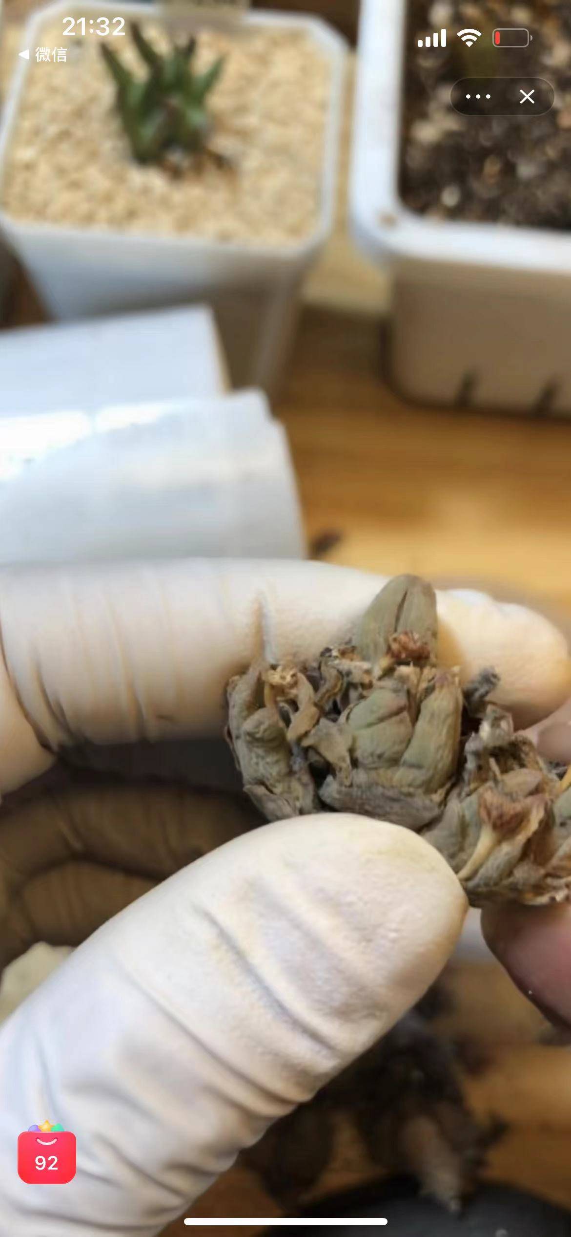 谁在微信平台上售卖野生肉锥?志愿者向肉锥清网行动举报1.jpg 谁在微信平台上售卖野生肉锥?志愿者向肉锥清网行动举报1.jpg