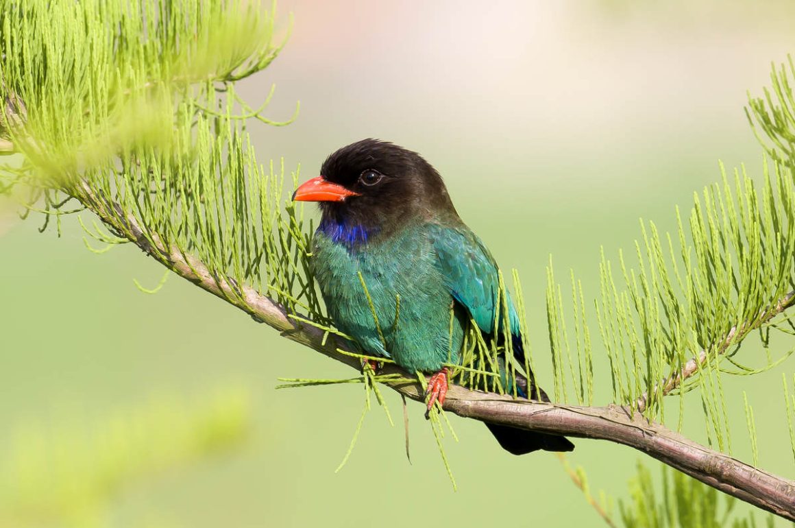 中国绿发会鸟类多样性保护专业委员会常年征集鸟类物种重评估建议1.jpg