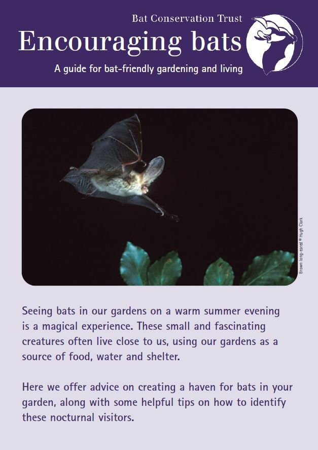 英国蝙蝠信托发布《蝙蝠友好型园艺与生活方式指南》1.png