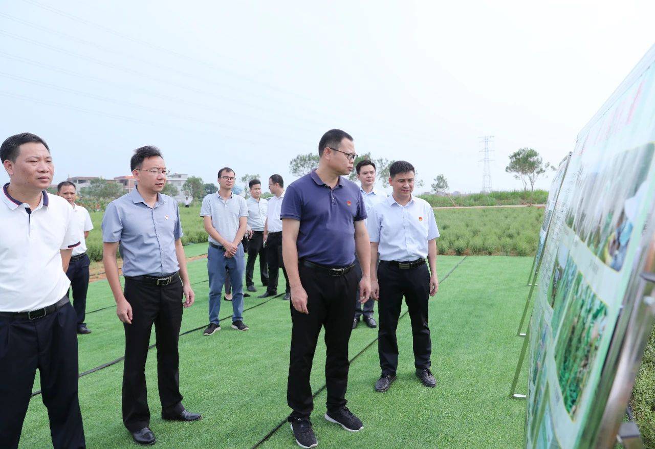 贵港市港北区委副书记区长杨燕忠调研穿心莲种植稻虾综合种养产业发展