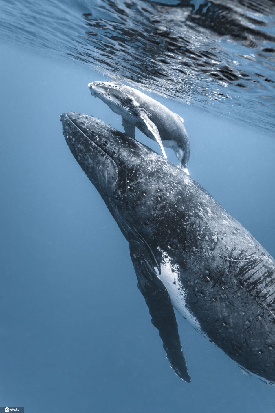 温馨感人国外座头鲸宝宝与母亲紧贴亲密互动