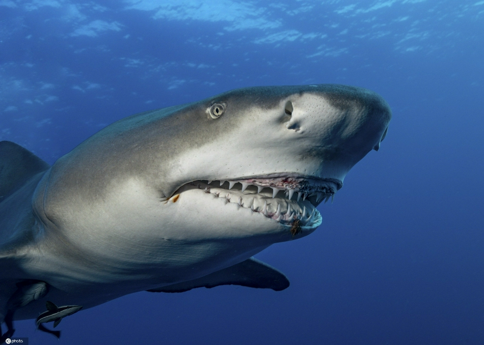 可爱亦可怕!美国摄影师抓拍鲨鱼对镜头露齿微笑画面
