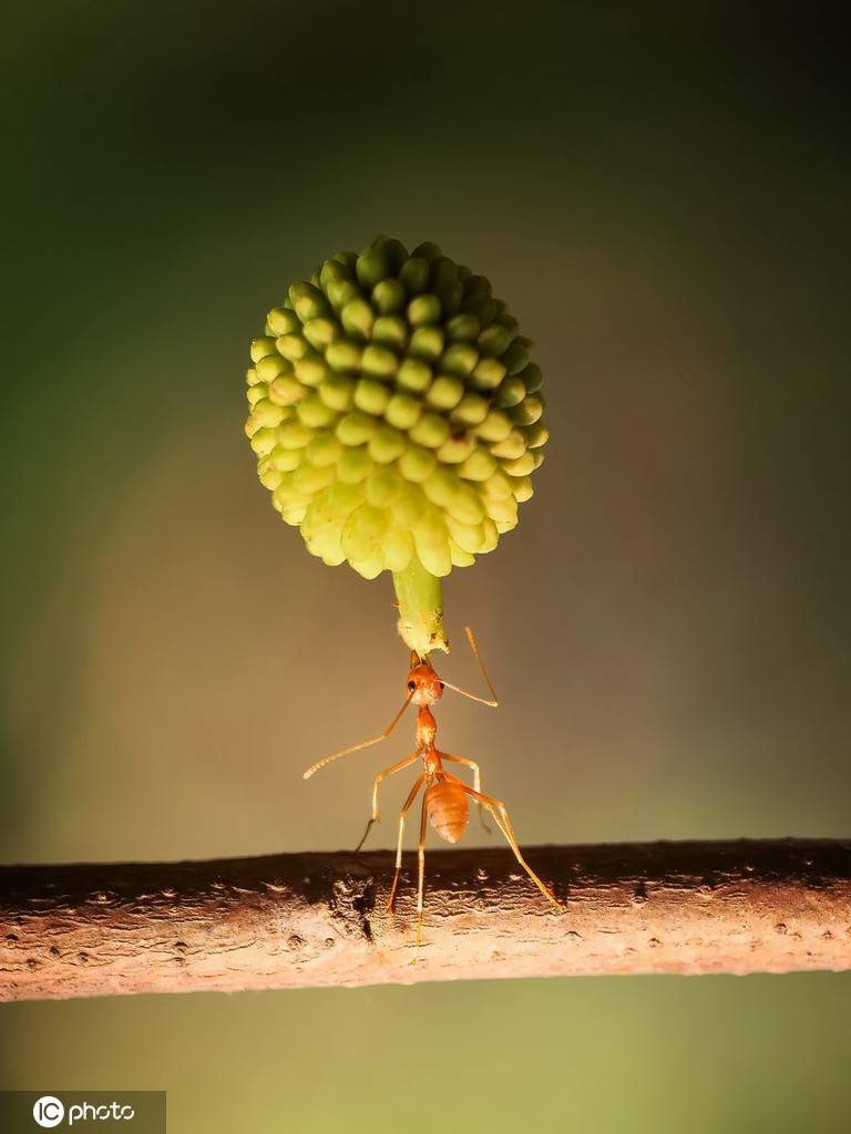 动物界大力士印尼蚂蚁头顶水果秀绝佳平衡力